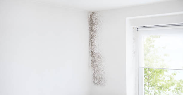 Best Industrial Mold Remediation  in Homeland Park, SC